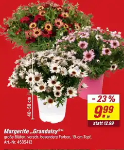toom Baumarkt Margerite 'grandaisy' Angebot