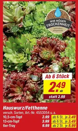 toom Baumarkt Hauswurz/fetthenne Angebot