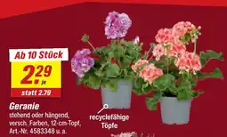 toom Baumarkt Geranie Angebot