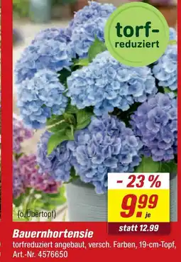 toom Baumarkt Bauernhortensie Angebot