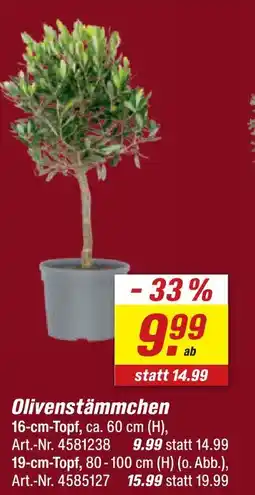 toom Baumarkt Olivenstämmchen 16-cm-topf Angebot