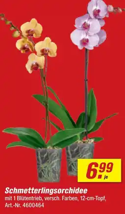toom Baumarkt Schmetterlingsorchidee Angebot
