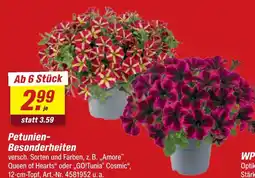 toom Baumarkt Petunien-besonderheiten Angebot
