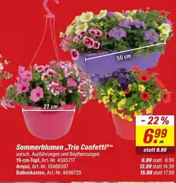 toom Baumarkt Sommerblumen trio confetti Angebot