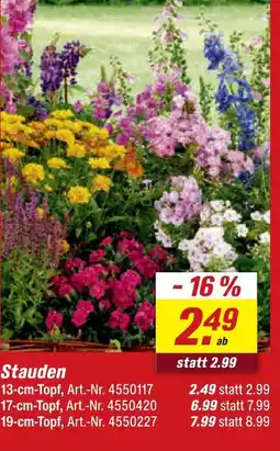toom Baumarkt Stauden Angebot