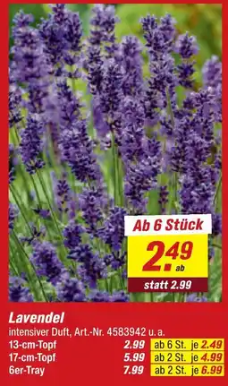 toom Baumarkt Lavendel 13-cm-topf Angebot