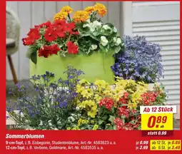 toom Baumarkt Sommerblumen 9-cm-topf Angebot