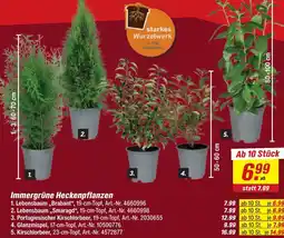toom Baumarkt Lebensbaum 'brabant' Angebot