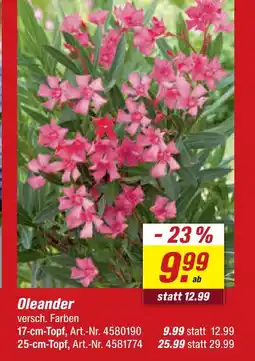 toom Baumarkt Oleander Angebot