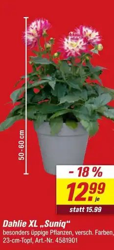 toom Baumarkt Dahlie xl 'suniq' Angebot