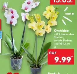 Kaufland Orchidee Angebot