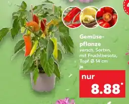 Kaufland Gemüsepflanze Angebot