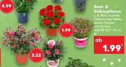 Kaufland Beet- & Balkonpflanze Angebot