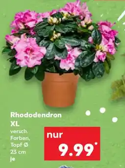 Kaufland Rhododendron XL Angebot