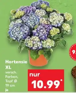 Kaufland Hortensie XL Angebot