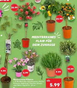 Kaufland Mediterrane Pflanze Angebot