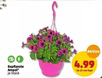 PENNY Bepflanzte Ampel Angebot