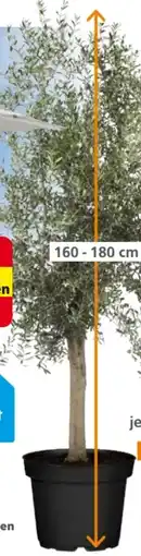 Globus Baumarkt Olivenbaum Angebot