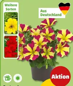 PENNY Beet- und Balkonpflanzen Angebot