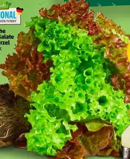 PENNY Marktliebe Regional Bunte Salate Angebot