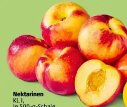 PENNY Nektarinen Angebot