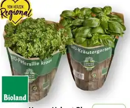 Edeka Unsere Heimat Bio Petersilie Angebot