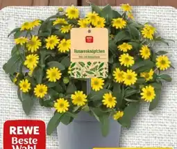 nahkauf Rewe Beste Wahl Husarenknöpfchen Angebot