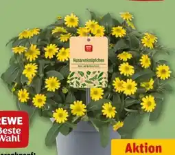 REWE Center Rewe Beste Wahl Husarenknöpfchen Angebot