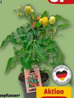 REWE Center Plantiflor Gemüsepflanzen Angebot