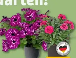 REWE Center Rewe Beste Wahl Gartennelke Oscar Angebot
