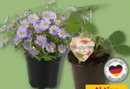 REWE Center Erdbeerpflanze Angebot