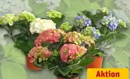 REWE Center Hortensie Angebot