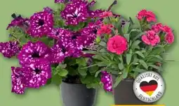 REWE Rewe Beste Wahl Gartennelke Oscar Angebot