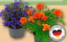 REWE Beet- und Balkonpflanzen Angebot
