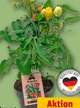 REWE Gemüsepflanzen Angebot