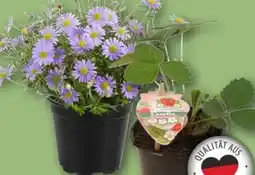 REWE Erdbeerpflanze Angebot
