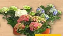 REWE Hortensie Angebot