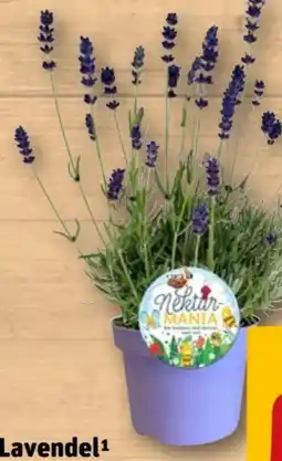 REWE Lavendel Angebot