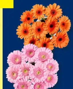 Lidl Germini Bund Angebot