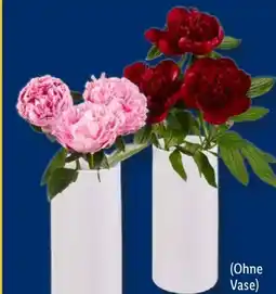 Lidl Pfingstrosen Angebot