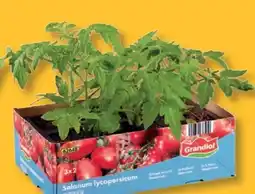 Lidl Tomatenpflanzen Angebot