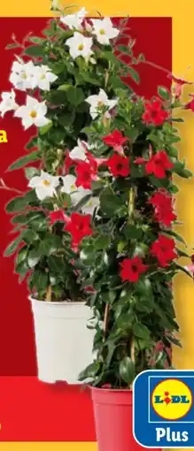 Lidl Dipladenia-Pyramide Angebot