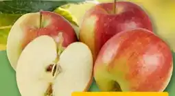 REWE Rewe Regional Tafeläpfel Angebot