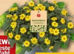 REWE Rewe Beste Wahl Husarenknöpfchen Angebot