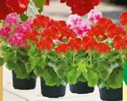 BayWa Bau & Garten Geranien Angebot