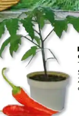 BayWa Bau & Garten Plantiflor Bio-Gourmet-Gemüsepflanzen Angebot