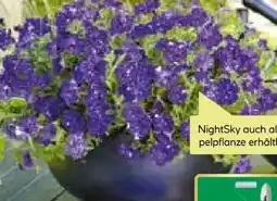 BayWa Bau & Garten Petunien Sondersorten Angebot