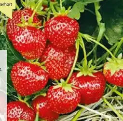 BayWa Bau & Garten Erdbeerpflanze Angebot