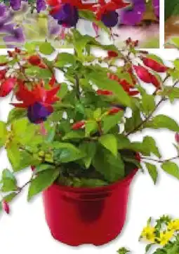 BayWa Bau & Garten Fuchsia Hybriden Angebot