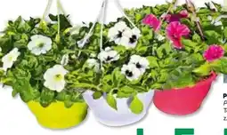 BayWa Bau & Garten Ampelpflanzen Angebot